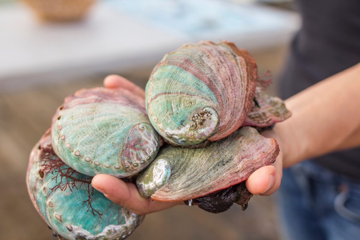 how to store live abalone